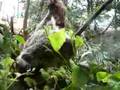 ワイルドライフ動画3
