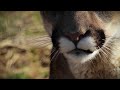 The Wildcat Sanctuary: No More Wild Pets - Cougar Exotic Pet PSA