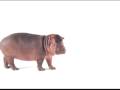 Telus Advertisement