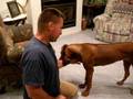 videos de Tough guy ridgeback