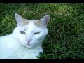 Mean-eyed Cat Mean-eyed Cat