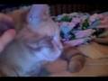 Mean-eyed Cat