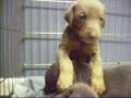 My Doberman Pincher Babies Part 2