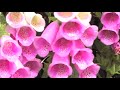 200806 南橫毛地黃 19 人 18 台車