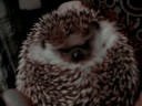 Our New Hedgehog