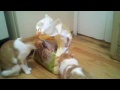http://www.ksinternet.com/ih6r .We Love Life's Abundance Cat Food