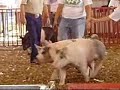 4H Swine Show