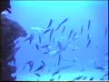 Palm Beach Diving  - Mid Reef
