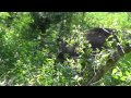 Yala National Park Sri Lnaka - Wild Elephant Roaming Around