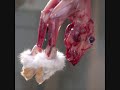Stop the abuse, slaughter and hunt of animals Stop the abuse, slaughter and hunt of animals