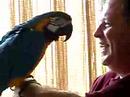 Macaw imitating SpongeBob