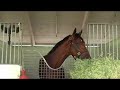 BIG BROWN - 2008 KENTUCKY DERBY FAVORITE (AND PROBABLE WINNER!)