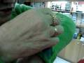 videos de papagaio anao ruby