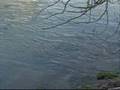 Brochet en Seine/big pike in Seine