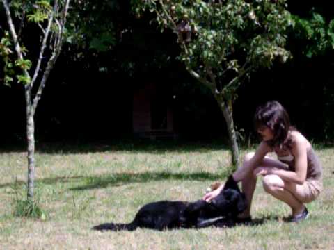 chien defendre
