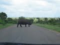 Rhino Rhino