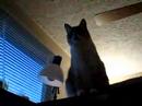 Our weird kitty 1