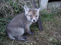 Cub