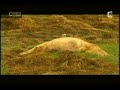 kosovo-les-glises-brlent-mars-2004.html