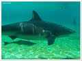 Sharks & Alligators: Predators of the Waters