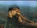 Golden Lion Tamarin monkey with babies