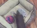 videos de Three Chinese Cresteds and a Chihuahua