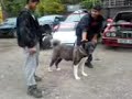japaneses akita