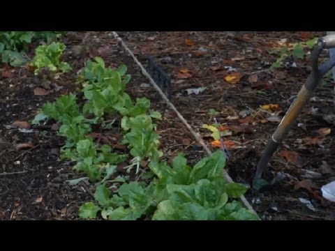 how to dig up and transplant raspberries
