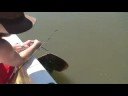 George and Paul to catch a big stingray