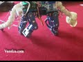 Pleo, the early days. Clip 03