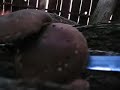 SHITAKE MUSHROOM MAN