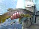 Brown trout Barioche
