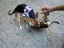 My dog Lady with a friends dog Woopy