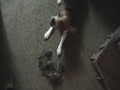 Crazy Dog Sam Sam (Part 2)