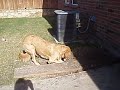 Austin, my Golden Retriver, burrying his chew toy!