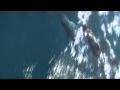 A video of the whale watching experience from H&M Default