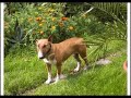 YU Grupa-Bio Jednom Jedan Pas