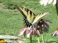 Tiger Swallowtail on Purple Coneflowers