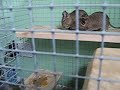 Degu's in cage Degu's in cage