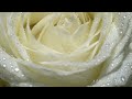 Ivan Puljić - Stavi 