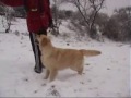 Nevada 2006, golden retriever