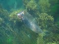 Deimis & Friends vr - Rare Fish !