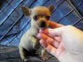 Short and Cobby Micro Teacup Pocket Chihuahua Short and Cobby Micro Teacup Pocket Chihuahua