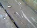 wasp larvae