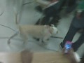 Dog in class?
