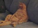 Real_Garfield_Watchng_TV