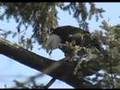 Bald-Eagle-Devours-C