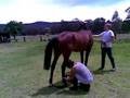 Horse Mating