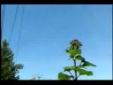 Sun Flowers Today!