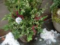 Premium Container Garden Design Services in Chicago by Tu BLOOM